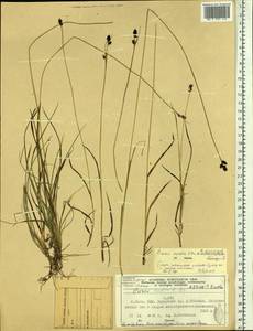 Осока средняя R.Br., Сибирь, Алтай и Саяны (S2) (Россия)