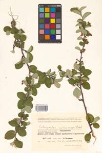 Кизильник рыхлоцветковый (J.Jacq.) Lindl., Восточная Европа, Нижневолжский район (E9) (Россия)