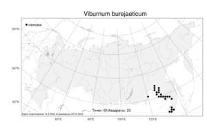 Viburnum burejaeticum, Калина буреинская Regel & Herder, Атлас флоры России (FLORUS) (Россия)