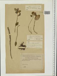 Очитник большой (L.) Holub, Восточная Европа, Средневолжский район (E8) (Россия)