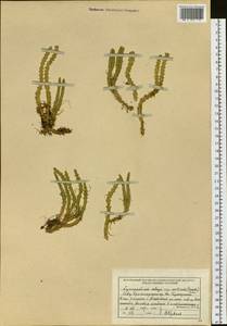 Huperzia selago subsp. appressa (Bach. Pyl. ex Desv.) D. Löve, Сибирь, Центральная Сибирь (S3) (Россия)