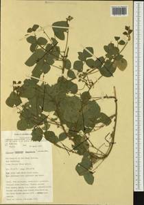 Rhynchosia rhomboidea Benth., Австралия и Океания (AUSTR) (Австралия)