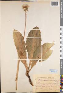 Trommsdorffia maculata (L.) Bernh., Восточная Европа, Центральный лесной район (E5) (Россия)