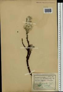 Ива мохнатая, Ива шерстистая L., Восточная Европа, Северный район (E1) (Россия)