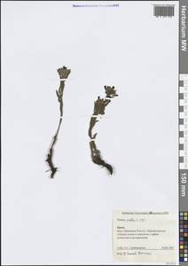 Nonea pulla subsp. pulla, Крым (KRYM) (Россия)