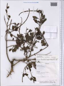 Stachytarpheta cayennensis (Rich.) Vahl, Америка (AMER) (Парагвай)