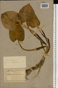 Белокрыльник болотный L., Восточная Европа, Северный район (E1) (Россия)