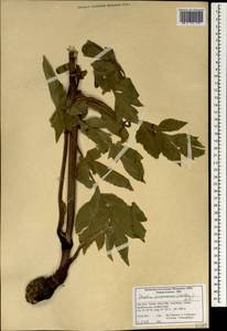 Ксантогалум пурпурный Avé-Lall., Зарубежная Азия (ASIA) (Иран)