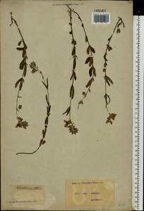 Солнцецвет монетолистный (L.) Mill., Восточная Европа, Северо-Украинский район (E11) (Украина)