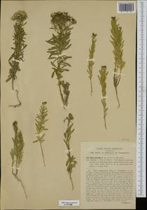 Haplophyllum patavinum (L.) G. Don, Западная Европа (EUR) (Италия)
