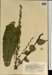 Verbascum sinaiticum Benth., Зарубежная Азия (ASIA) (Афганистан)