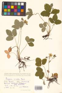 Земляника зеленая, Полуница Duchesne, Восточная Европа, Центральный лесостепной район (E6) (Россия)