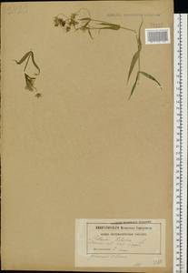 Rabelera holostea (L.) M. T. Sharples & E. A. Tripp, Восточная Европа, Белоруссия (E3a) (Белоруссия)
