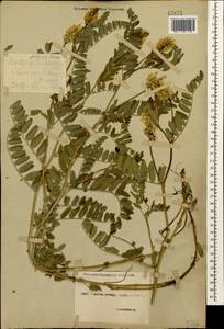 Астрагал нутовый L., Кавказ, Ставропольский край, Карачаево-Черкесия, Кабардино-Балкария (K1b) (Россия)