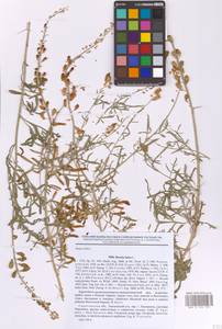 Резеда желтая L., Восточная Европа, Нижневолжский район (E9) (Россия)