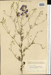 Delphinium consolida subsp. consolida, Восточная Европа, Средневолжский район (E8) (Россия)