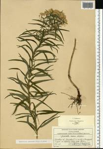 Galatella sedifolia subsp. sedifolia, Восточная Европа, Московская область и Москва (E4a) (Россия)