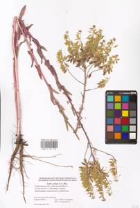 Вайда ребристая C.A.Mey., Восточная Европа, Нижневолжский район (E9) (Россия)