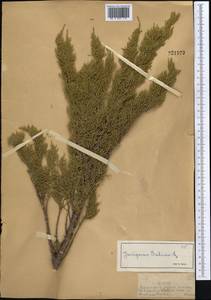 Можжевельник казацкий L., Средняя Азия и Казахстан, Джунгарский Алатау и Тарбагатай (M5) (Казахстан)