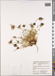 Остролодочник грязноватый (Willd.) Pers., Сибирь, Центральная Сибирь (S3) (Россия)