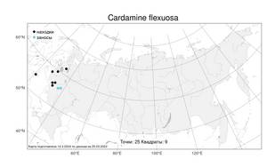 Cardamine flexuosa, Сердечник извилистый With., Атлас флоры России (FLORUS) (Россия)