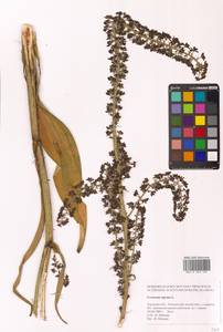 Чемерица черная L., Сибирь, Дальний Восток (S6) (Россия)