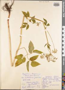 Сныть обыкновенная L., Восточная Европа, Центральный район (E4) (Россия)