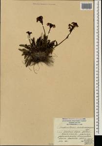 Мытник Нордманна Bunge, Кавказ, Южная Осетия (K4b) (Южная Осетия)