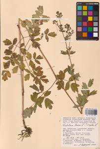 Thalictrum flavum × simplex, Средняя Азия и Казахстан, Прикаспийский Устюрт и Северное Приаралье (M8) (Казахстан)