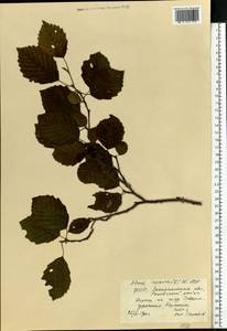 Ольха клейкая, Ольха черная (L.) Gaertn., Восточная Европа, Западно-Украинский район (E13) (Украина)