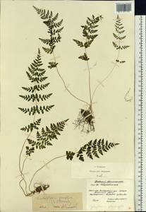 Пузырник ломкий (L.) Bernh., Восточная Европа, Московская область и Москва (E4a) (Россия)