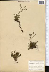 Paracaryum turcomanicum Bornm. & Sint., Средняя Азия и Казахстан, Копетдаг, Бадхыз, Малый и Большой Балхан (M1) (Туркмения)