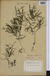 Рдест туполистный Mert. & W.D.J.Koch, Западная Европа (EUR) (Германия)