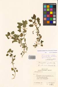 Dysphania carinata (R. Br.) Mosyakin & Clemants, Сибирь, Дальний Восток (S6) (Россия)