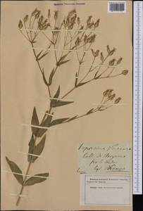 Gypsophila vaccaria (L.) Sm., Западная Европа (EUR) (Неизвестно)