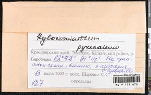 Hylocomiastrum pyrenaicum (Spruce) M. Fleisch. ex Broth., Гербарий мохообразных, Мхи - Красноярский край, Тыва и Хакасия (B17) (Россия)