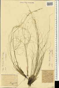 Ковыль Лессинга Trin. & Rupr., Крым (KRYM) (Россия)