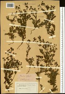 Лапчатка вильчатая (L.) Kurtto & T.Erikss., Сибирь, Западная Сибирь (S1) (Россия)