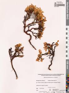 Ива чукчей A.K.Skvortsov, Сибирь, Чукотка и Камчатка (S7) (Россия)