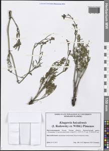 Китагавия байкальская (Redowsky ex Willd.) Pimenov, Сибирь, Западная Сибирь (S1) (Россия)