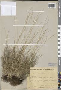 Лимнас Стеллера Trin., Сибирь, Якутия (S5) (Россия)