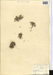 Chorispora sabulosa Cambess., Средняя Азия и Казахстан, Памир и Памиро-Алай (M2) (Киргизия)