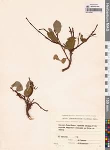 Ива клинолистная, Ива клиновидная A.K.Skvortsov, Сибирь, Чукотка и Камчатка (S7) (Россия)