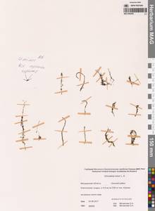 Пузырчатка малая L., Сибирь, Чукотка и Камчатка (S7) (Россия)