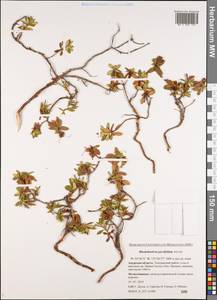 Рододендрон мелколистный Adams, Сибирь, Дальний Восток (S6) (Россия)