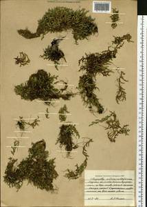 Плаунок наскальный (L.) Spring, Сибирь, Дальний Восток (S6) (Россия)