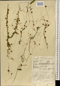 Повилика европейская L., Монголия (MONG) (Монголия)