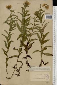 Pentanema salicinum subsp. salicinum, Восточная Европа, Северо-Западный район (E2) (Россия)