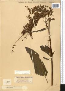 Rumex patientia subsp. tibeticus (Rech. fil.) Rech. fil., Средняя Азия и Казахстан, Джунгарский Алатау и Тарбагатай (M5) (Казахстан)