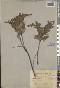 Хамедафна обыкновенная, Болотный мирт (L.) Moench, Сибирь, Дальний Восток (S6) (Россия)